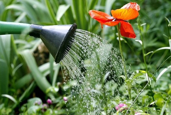 eau de qualité pour arrosage des plantes