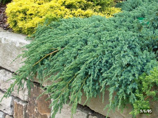 juniperus squamata